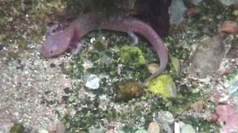 Surveying Salamanders