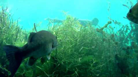 Underwater Footage 1