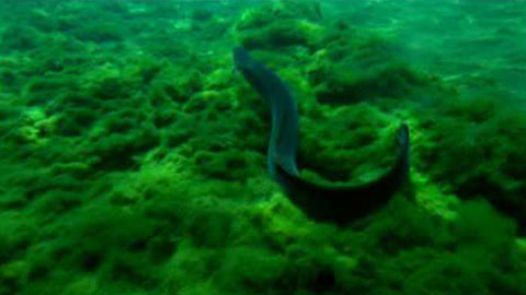 Underwater Footage 11