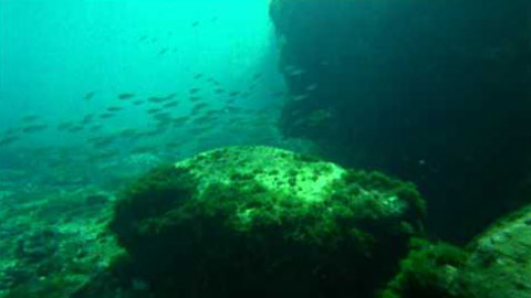 Underwater Footage 12