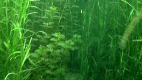 Brigid Shea Interview