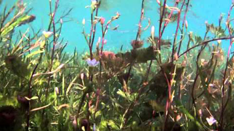 Underwater Footage 4