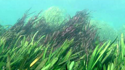Underwater Barton Springs