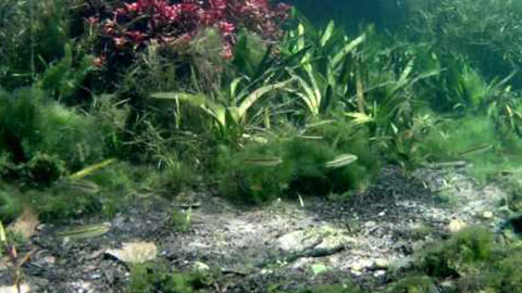 Underwater Footage 6