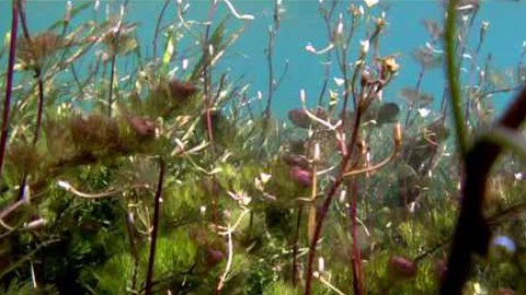 Underwater Footage 8