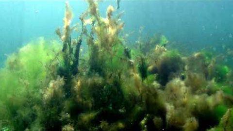 Underwater Footage 9
